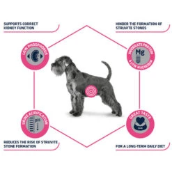 Affinity Advance Veterinary Diets Urinary Hund -Bester Tierserien Laden affinity advance veterinary diets urinary hond 177715 0500 none