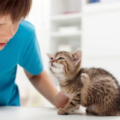 Beaphar Fiprotec Spray 10 Beaphar Fiprotec Spray -Bester Tierserien Laden beaphar fiprotec spray 213596 0500 none