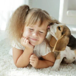 Beaphar Fiprotec Spray 11 Beaphar Fiprotec Spray -Bester Tierserien Laden beaphar fiprotec spray 213632 0500 none