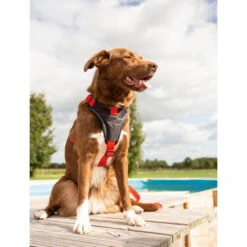 Beeztees Parinca Premium Y-Geschirr -Bester Tierserien Laden beeztees parinca premium y tuig 199580 0500 none