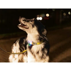 Beeztees Safety Gear Parinca Premium Halsband 16 Beeztees Safety Gear Parinca Premium Halsband -Bester Tierserien Laden beeztees safety gear parinca premium halsband 215015 0500 none