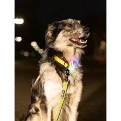 Beeztees Safety Gear Parinca Premium Hundeleine 15 Beeztees Safety Gear Parinca Premium Hundeleine -Bester Tierserien Laden beeztees safety gear parinca premium hondenriem 215039 0500 none