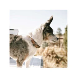 Carhartt Journeyman Collar -Bester Tierserien Laden carhartt journeyman collar 187309 0500 none