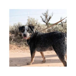 Carhartt Journeyman Leash -Bester Tierserien Laden carhartt journeyman leash 187047 0500 none