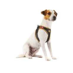 Curli Vegan Apple Leather Geschirr -Bester Tierserien Laden curli harnas vegan appelleer 216631 0500 none