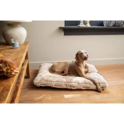 Designed By Lotte Xanti Hundekissen -Bester Tierserien Laden designed by lotte xanti hondenkussen 188127 0500 none