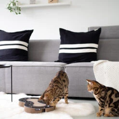 District 70 Snake -Bester Tierserien Laden district 70 snake kattenspeelgoed 190415 0500 none