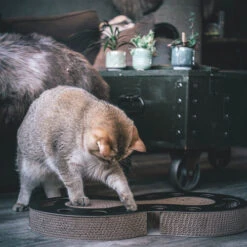 District 70 Snake -Bester Tierserien Laden district 70 snake kattenspeelgoed 190421 0500 none