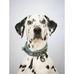 DWAM Halsband Boho Juan 8 DWAM Halsband Boho Juan -Bester Tierserien Laden dwam halsband boho juan 132080 0500 none