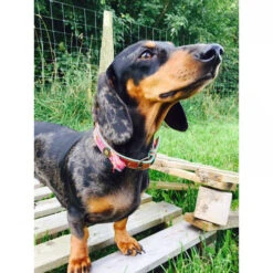 DWAM Halsband Boho Rosa -Bester Tierserien Laden dwam halsband boho rosa 132071 0500 none