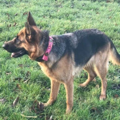 DWAM Halsband Boho Rosa -Bester Tierserien Laden dwam halsband boho rosa 133652 0500 none