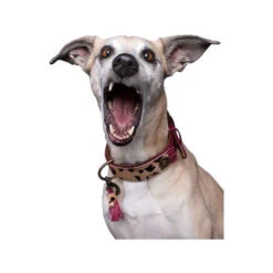 DWAM Halsband Lou Lou -Bester Tierserien Laden dwam halsband lou lou 182182 0500 none