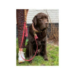 DWAM Halsband Lou Lou -Bester Tierserien Laden dwam halsband lou lou 182185 0500 none