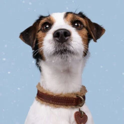 DWAM Halsband Teddy -Bester Tierserien Laden dwam halsband teddy 189220 0500 none