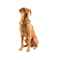 DWAM Hundegschirr Ivy -Bester Tierserien Laden dwam hondentuigje ivy 182746 0500 none