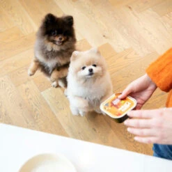 Edgard & Cooper Adult - Huhn & Truthahn - Im Schälchen 7 Edgard & Cooper Adult - Huhn & Truthahn - Im Schälchen -Bester Tierserien Laden edgard cooper adult kip kalkoen kuipje 168597 0500 none