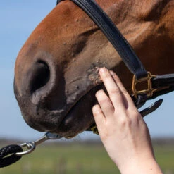 Equi Protecta Pferdesalbe -Bester Tierserien Laden equi protecta paardenzalf 161324 0500 none