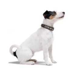 Hunter Halsband Arizona -Bester Tierserien Laden hunter halsband arizona 116187 0500 none