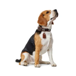 Hunter Halsband Cody 7 Hunter Halsband Cody -Bester Tierserien Laden hunter halsband cody 116499 0500 none