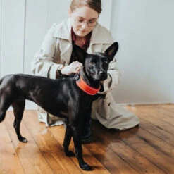 Hunter Halsband Divo 17 Hunter Halsband Divo -Bester Tierserien Laden hunter halsband divo 208013 0500 none