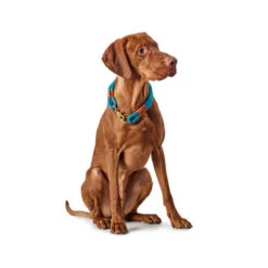 Hunter Halsband Oss -Bester Tierserien Laden hunter halsband oss 116343 0500 none