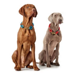 Hunter Halsband Oss -Bester Tierserien Laden hunter halsband oss 146099 0500 none