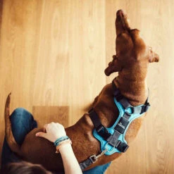 Hunter Geschirr Divo Dunkelblau/Grau -Bester Tierserien Laden hunter harnas divo donkerblauwgrijs 166903 0500 none