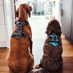 Hunter Geschirr Divo Dunkelblau/Grau -Bester Tierserien Laden hunter harnas divo donkerblauwgrijs 166906 0500 none