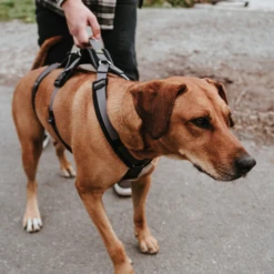 Hunter Sicherheitsgeschirr Maldon -Bester Tierserien Laden hunter veiligheidsharnas maldon 221553 0500 none