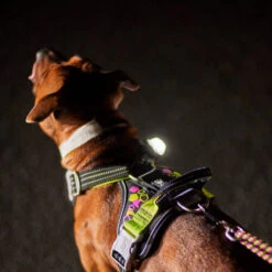 Hurtta - Geschirr Weekend Warrior - Neon Licorice 14 Hurtta - Geschirr Weekend Warrior - Neon Licorice -Bester Tierserien Laden hurtta weekend warrior harnas neon licorice 216597 0500 none