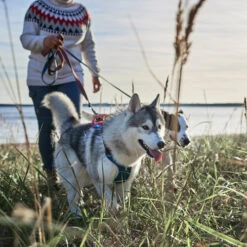 Hurtta - Geschirr Weekend Warrior Winter - Bilberry 12 Hurtta - Geschirr Weekend Warrior Winter - Bilberry -Bester Tierserien Laden hurtta weekend warrior winter harnas bilberry 216605 0500 none