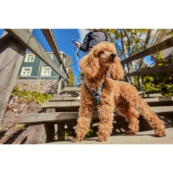 Hurtta Razzle Dazzle Y-Harness - Blackberry 6 Hurtta Razzle Dazzle Y-Harness - Blackberry -Bester Tierserien Laden hurtta razzle dazzle harness blackberry 175972 0500 none