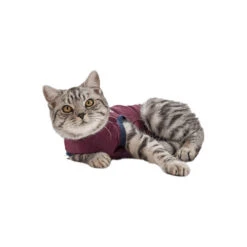 Jacketz Medical Body Suit Für Katzen 11 Jacketz Medical Body Suit Für Katzen -Bester Tierserien Laden jacketz medical body suit kat 154147 0500 none