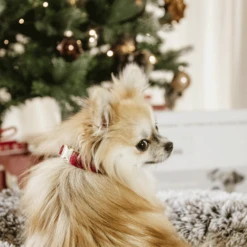 Kentucky Dogwear Corduroy Hundehalsband -Bester Tierserien Laden kentucky dogwear corduroy hondenhalsband 219200 0500 none