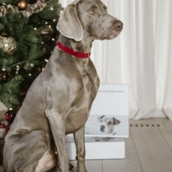 Kentucky Dogwear Corduroy Hundehalsband -Bester Tierserien Laden kentucky dogwear corduroy hondenhalsband 219201 0500 none