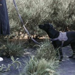 Kentucky Dogwear Hundegeschirr Body Safe Wool -Bester Tierserien Laden kentucky dogwear hondenharnas body safe wool 219214 0500 none