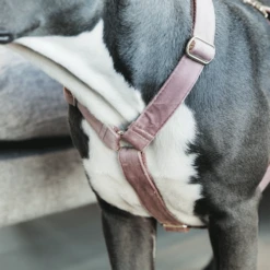 Kentucky Dogwear Hundegeschirr Velvet Loop -Bester Tierserien Laden kentucky dogwear hondenharnas velvet loop 219284 0500 none