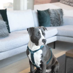 Kentucky Dogwear Hundegeschirr Velvet Loop -Bester Tierserien Laden kentucky dogwear hondenharnas velvet loop 219293 0500 none