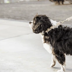 Kentucky Dogwear Hundeleine Wool -Bester Tierserien Laden kentucky dogwear hondenlijn wool 219683 0500 none