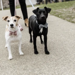 Kentucky Dogwear Fliege Samt -Bester Tierserien Laden kentucky dogwear hondenstrikje velvet 219174 0500 none