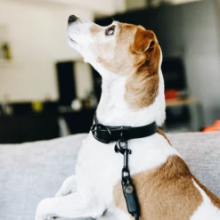 Kentucky Dogwear Soft Rubber Hundehalsband 9 Kentucky Dogwear Soft Rubber Hundehalsband -Bester Tierserien Laden kentucky dogwear soft rubber hondenhalsband 219264 0500 none