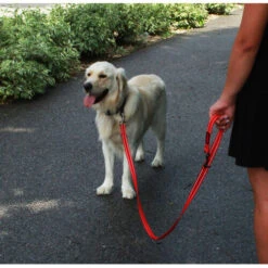 KONG Adjustable Leash 9 KONG Adjustable Leash -Bester Tierserien Laden kong adjustable leash zwart 176938 0500 none