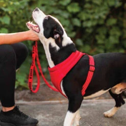 KONG Comfort Harness -Bester Tierserien Laden kong comfort harness zwart 178771 0500 none