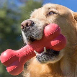 KONG Goodie Bone -Bester Tierserien Laden kong goodie bone 194186 0500 none