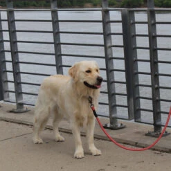 KONG Rope Leash - Schwarz -Bester Tierserien Laden kong rope leash 194549 0500 none