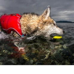 Kurgo Skipping Stones -Bester Tierserien Laden kurgo skipping stones 99608 0500 none