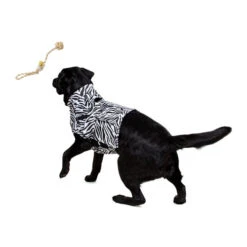 Medical Pet Top Shirt Zebra 9 Medical Pet Top Shirt Zebra -Bester Tierserien Laden medical pet top shirt zebraprint 150701 0500 none