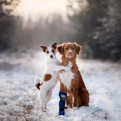 Medical Pet Shirt Boot 18 Medical Pet Shirt Boot -Bester Tierserien Laden medical pets boot 167509 0500 none