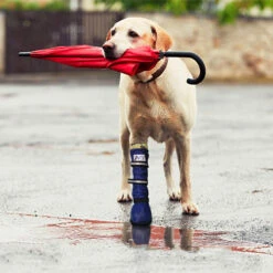 Medical Pet Shirt Boot 19 Medical Pet Shirt Boot -Bester Tierserien Laden medical pets boot 167512 0500 none