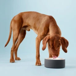 PAIKKA Cool Bowl 15 PAIKKA Cool Bowl -Bester Tierserien Laden paikka cool bowl 217839 0500 none